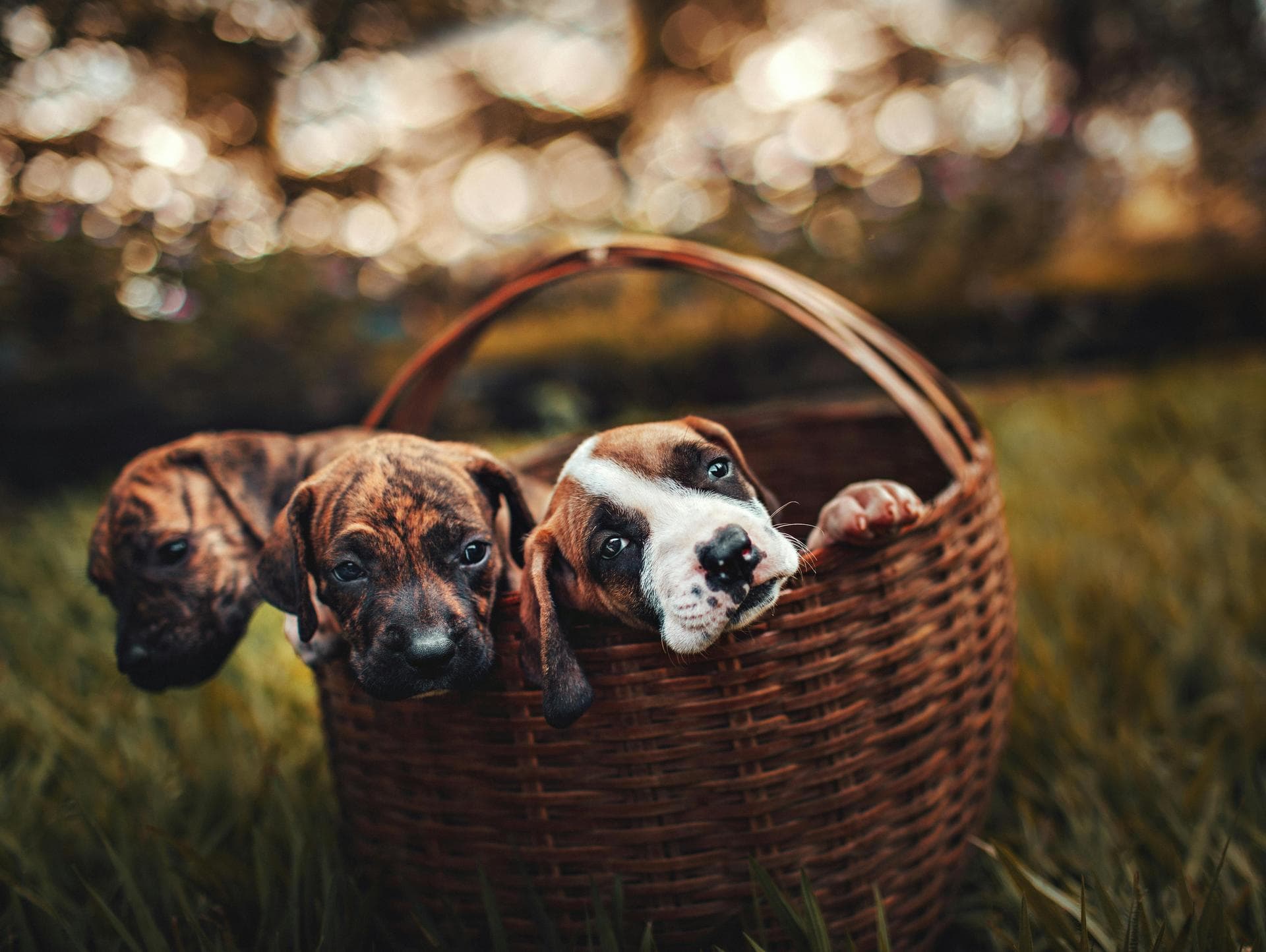 Dog & Cat Vets in Casper