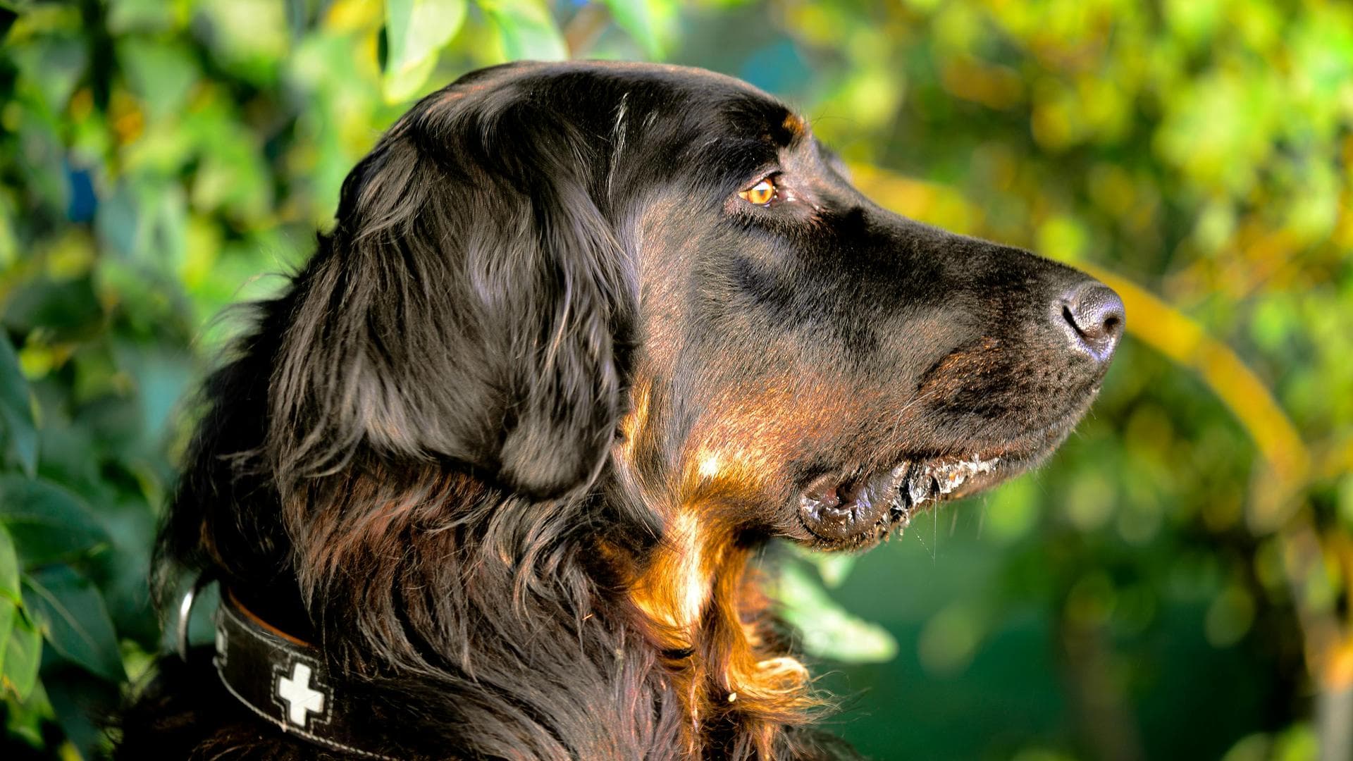 Dog & Cat Vets in Casper