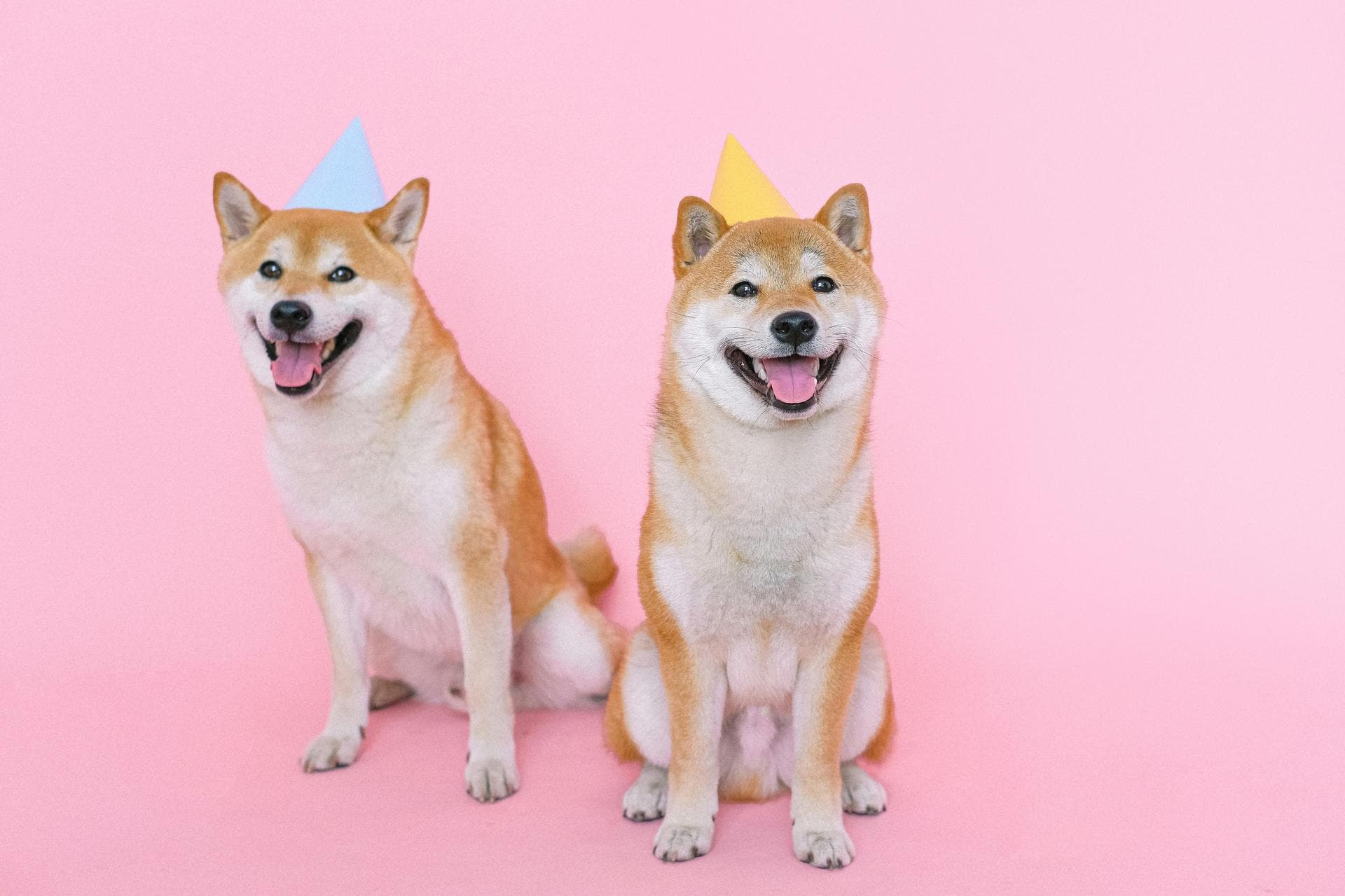 Dog & Cat Vets in Casper