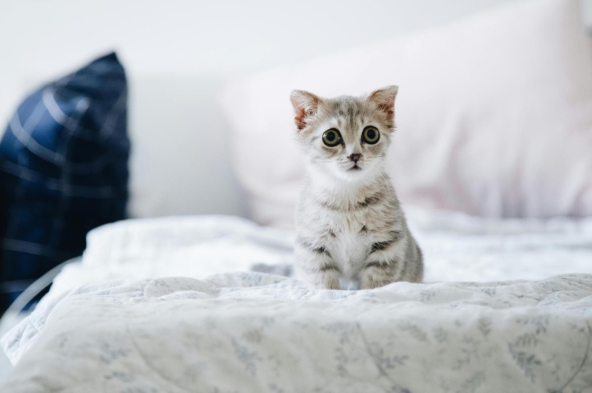 Specialist Vets in Casper